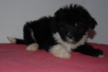 Aussiedoodle